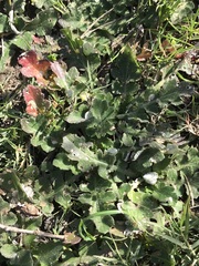 Arctotheca prostrata