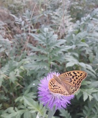 Argynnis pandora