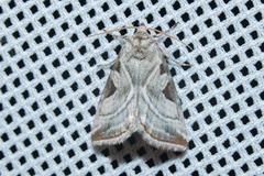 Eucarta virgo