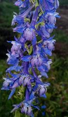 Delphinium freynii