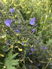 Echium vulgare
