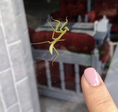 Hierodula transcaucasica