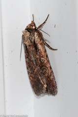 Eueretagrotis attentus