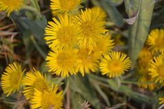 Helen's pentanema (Pentanema helenioides)