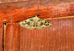 Cleorodes lichenaria