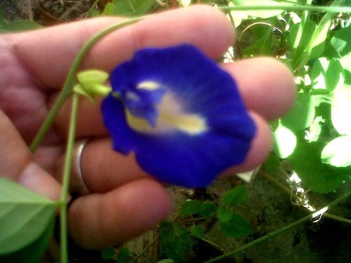 Blue Pea