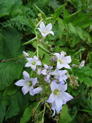 Campanula lactiflora