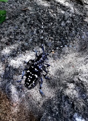 Anoplophora chinensis