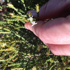Euchaetis pungens