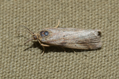 Hypochalcia propinquella