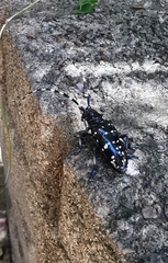 Anoplophora chinensis