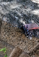 Anoplophora chinensis