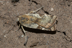 Cryptocala chardinyi