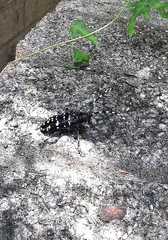 Anoplophora chinensis