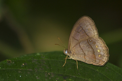 Taygetina oreba