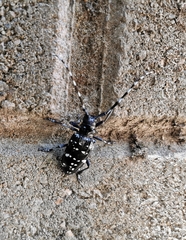 Anoplophora chinensis