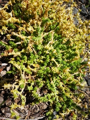 Sedum acre