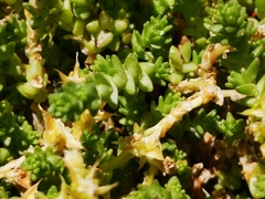 Sedum acre