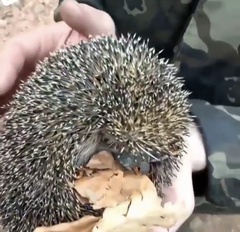 Erinaceus roumanicus