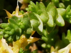 Sedum acre