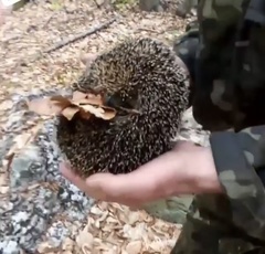 Erinaceus roumanicus