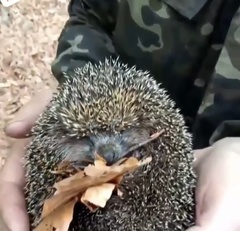 Erinaceus roumanicus