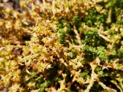 Sedum acre