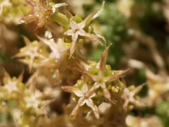 Sedum acre
