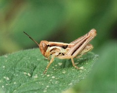 Melanoplus borealis