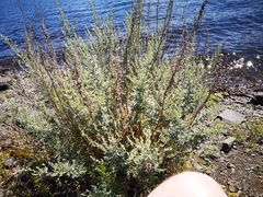 Artemisia absinthium
