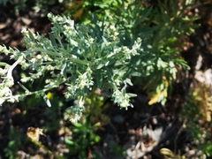 Artemisia absinthium