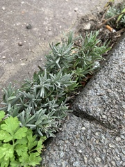 Lavandula angustifolia