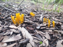 Clavulinopsis amoena