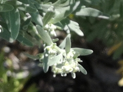 Artemisia absinthium