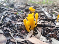 Clavulinopsis amoena