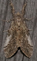 Dasychira vagans