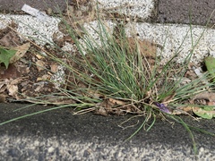 Festuca glauca
