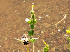 Rhinanthus minor
