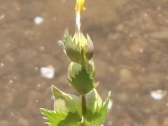 Rhinanthus minor