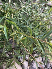 Salix