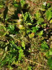 Rhinanthus minor