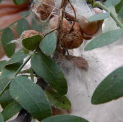 Populus deltoides wislizenii