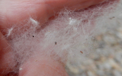 Populus deltoides wislizenii