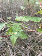 Fallopia dumetorum