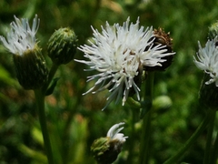 Cirsium arvense