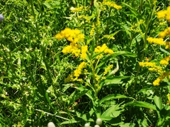 Solidago