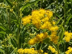Solidago