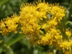 Solidago