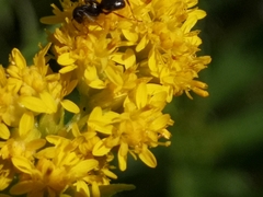 Solidago