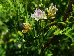 Medicago sativa